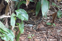 Bothrops jararacussu