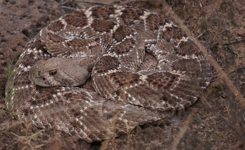 Western Diamond-backed Rattlesnake (Crotalus atrox)