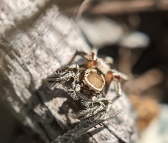 Habronattus formosus