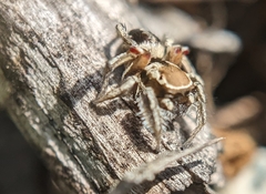 Habronattus formosus