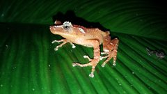 Java Indonesian Treefrog photo 2
