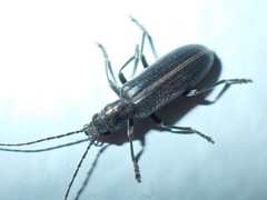 Oxycopis falli