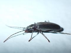 Oxycopis falli