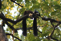 Ratufa bicolor