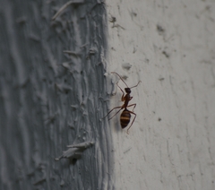 Camponotus inaequalis