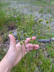 Juncus scirpoides