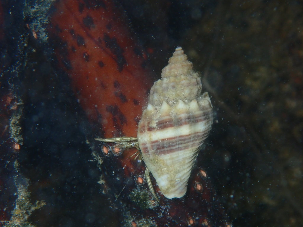 Thinstripe Hermit Crab from Monroe County, FL, USA on April 23, 2022 at ...