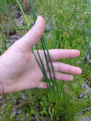 Juncus scirpoides