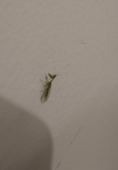 Zeugomantispa minuta