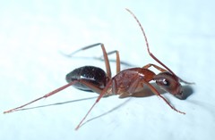 Camponotus inaequalis