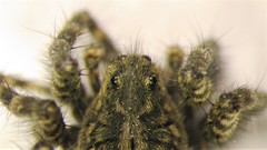 Pardosa groenlandica