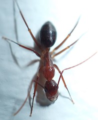 Camponotus inaequalis