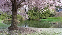 Prunus