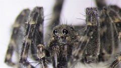 Pardosa groenlandica
