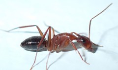 Camponotus inaequalis