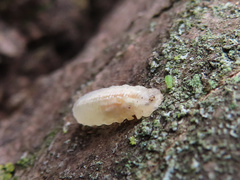 Epistrophella