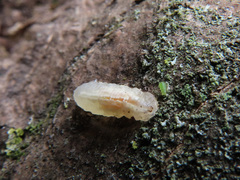 Epistrophella
