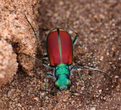Cicindela splendida