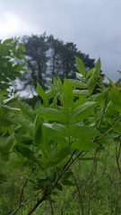 Toxicodendron vernix