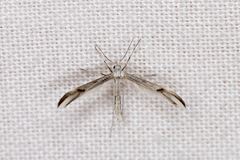 Platyptilia celidotus