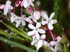 Valerianella ozarkana