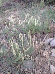 Astragalus bisulcatus