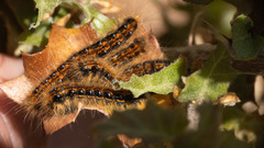Malacosoma constricta