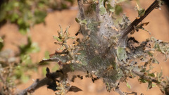 Malacosoma constricta