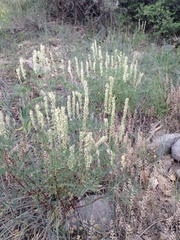Astragalus bisulcatus