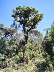 Sloanea hirsuta