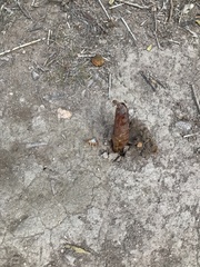 Abantiades atripalpis