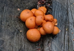 Gymnopilus