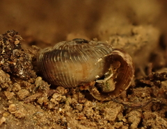 Phenacohelicinae