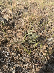 Lomatium lithosolamans