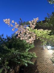 Lagerstroemia indica