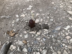 Abantiades atripalpis