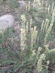 Astragalus bisulcatus