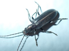 Oxycopis falli