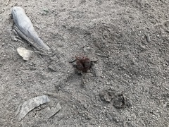 Abantiades atripalpis