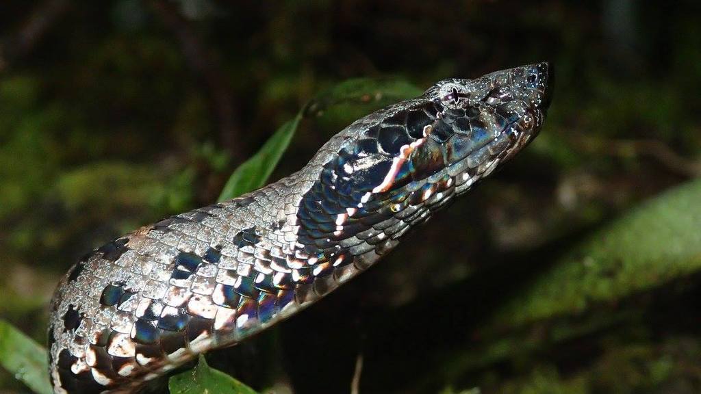 Chasen’s Mountain Pit Vipers
