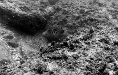 Canthigaster punctatissima
