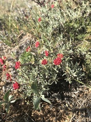 Eriogonum thymoides