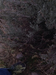 Astragalus bisulcatus