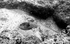 Canthigaster punctatissima