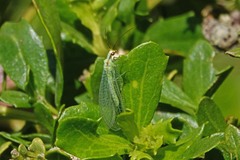 Chrysopa coloradensis