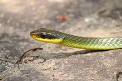 Chironius bicarinatus