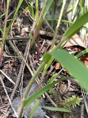 Melica subulata