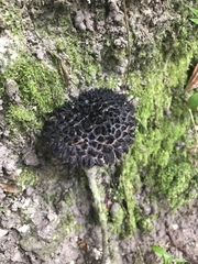 Strobilomyces strobilaceus image