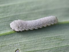 Phymatocera aterrima