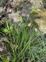 Melica subulata